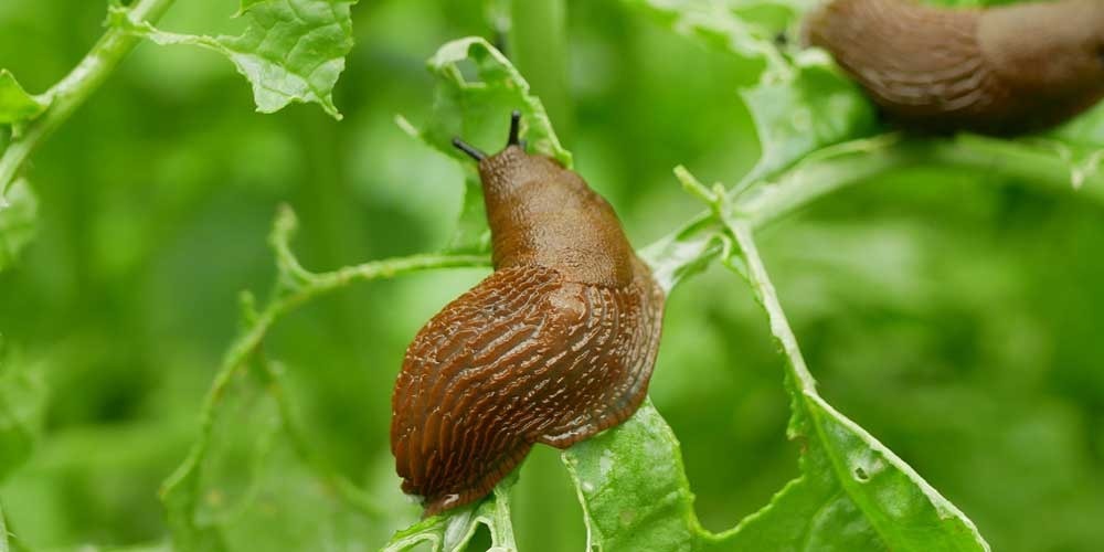 Les astuces naturelles à connaitre pour faire fuir limaces & escargots