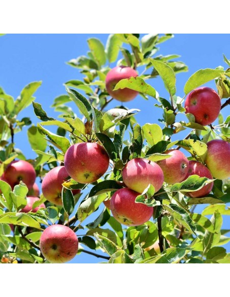 Engrais naturel pour arbre fruitier