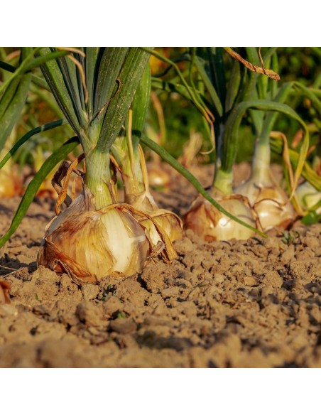 Engrais biologique pour potager