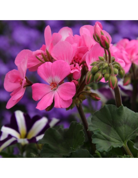 Engrais naturel pour fleurs et arbustes