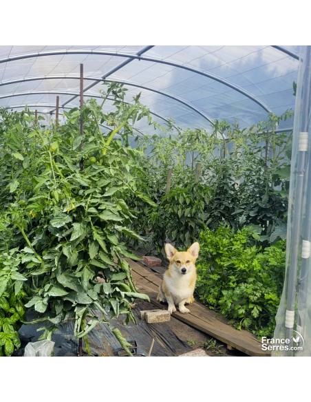 Serre de jardin à pieds droits et d'une hauteur de 178 cm idéale pour les plants hauts