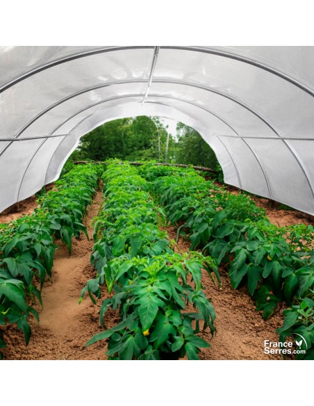 Serre tunnel à tomate de 12m² avec bâche translucide traitée anti-UV et antibuée