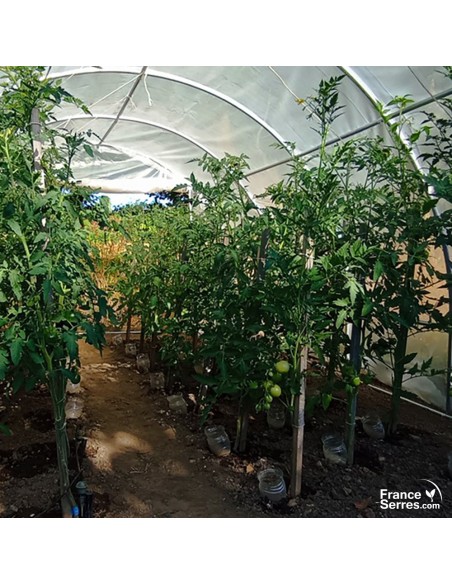 plans de tomates dans serre tunnel de jardin de 12m² avec bâche translucide